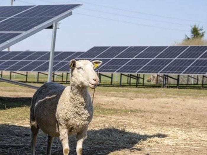 Får på gräsyta, i bakgrunden solpaneler.
